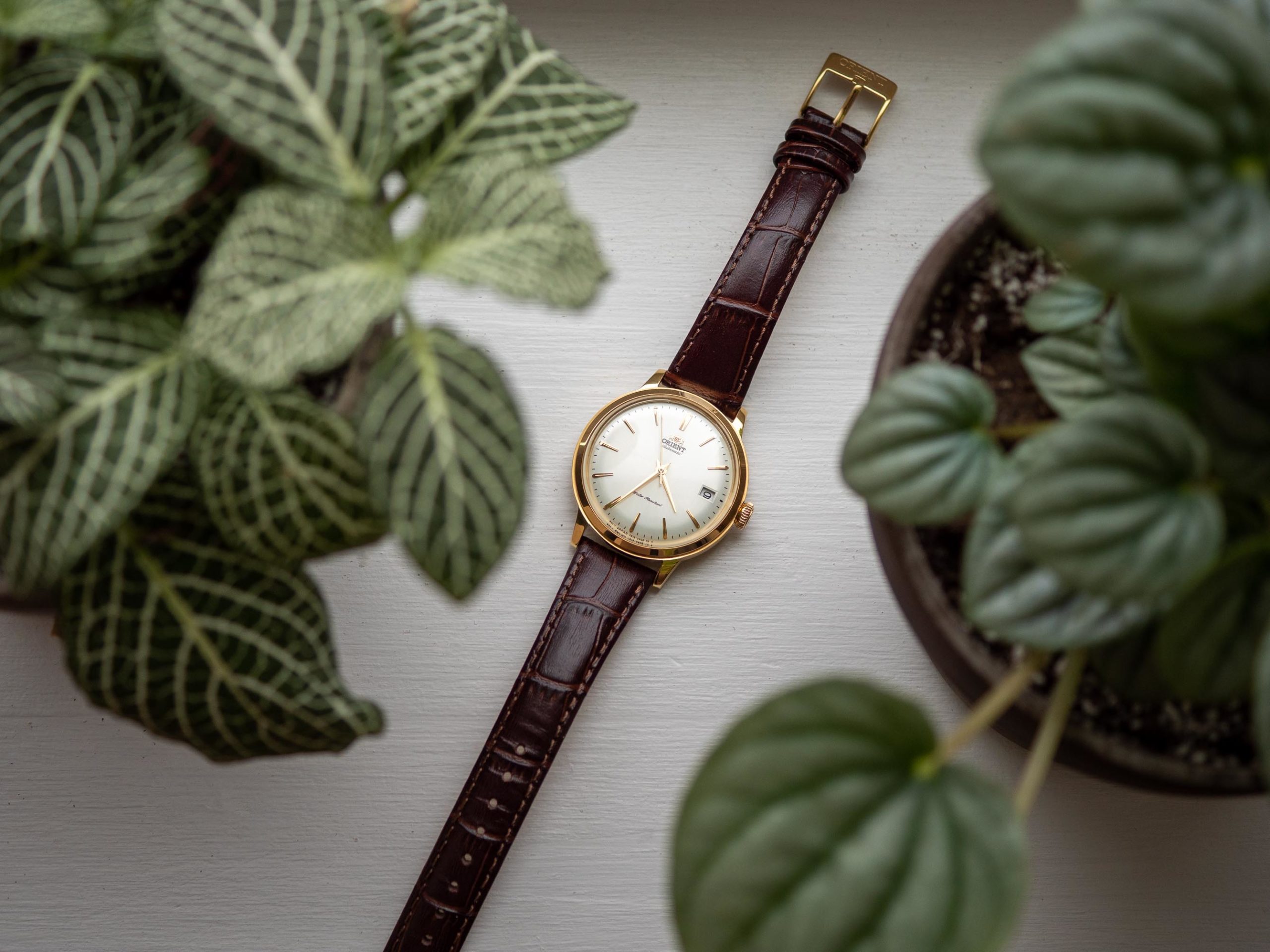 Orient Bambino 36mm Review: A Properly Sized Dress Watch • The