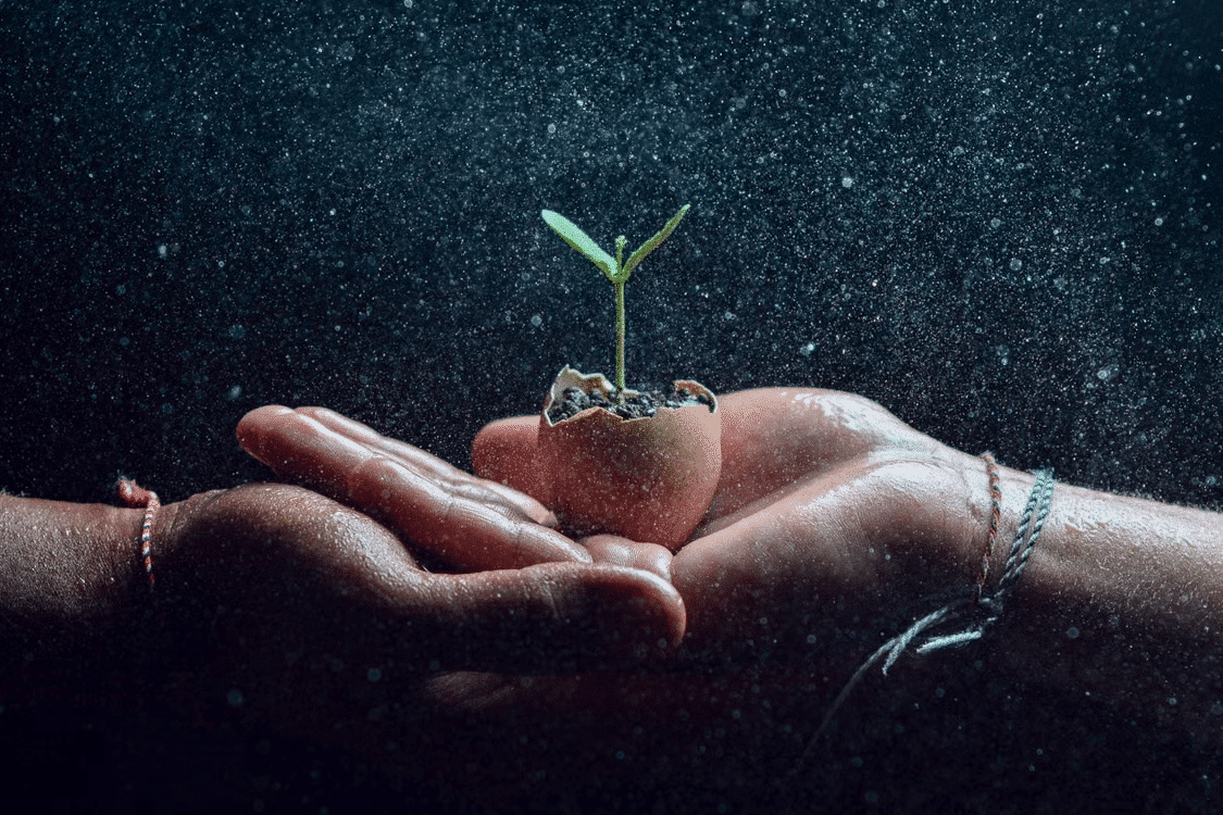 Nurturing hands holding sprouting seedlings seeing it grow as a team.