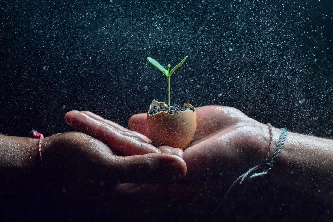Nurturing hands holding sprouting seedlings seeing it grow as a team.