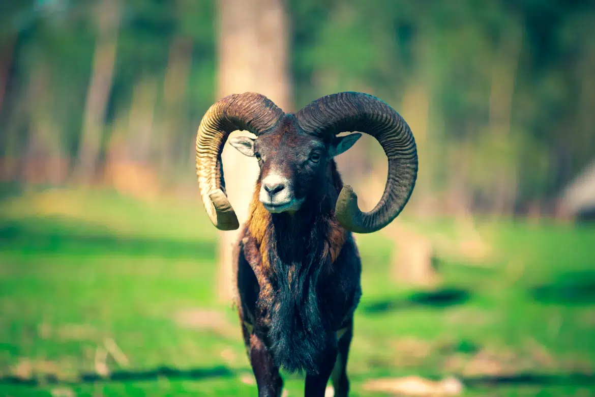 A ram symbolizing fearless passionate traits of Aries.